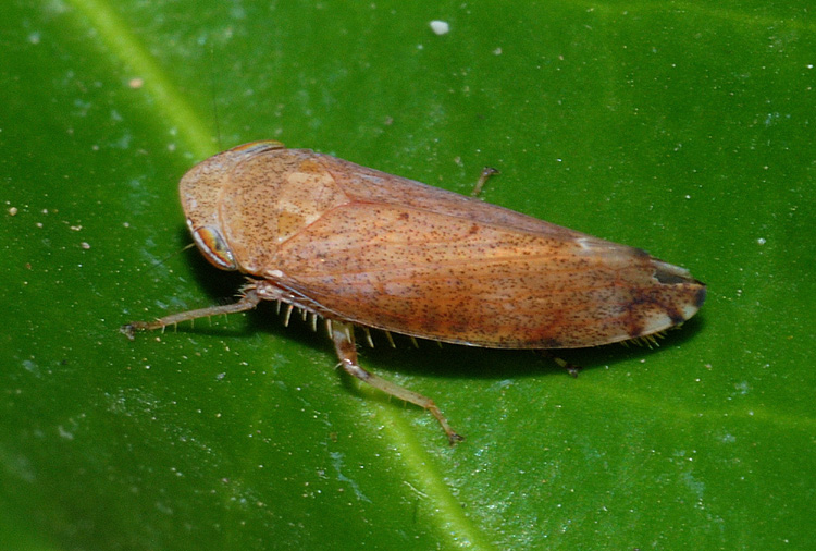 Cicadelllidae: Fieberiella florii